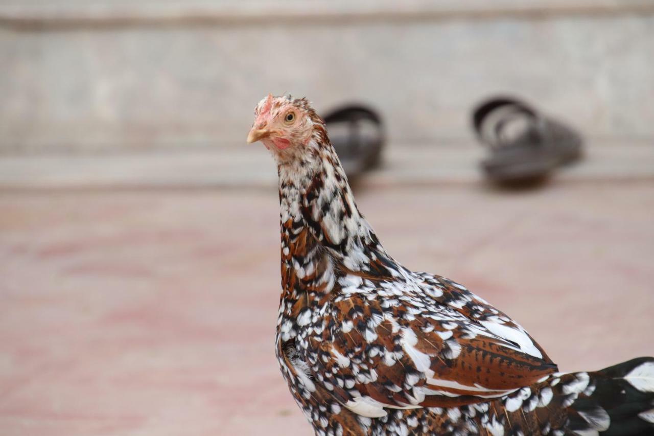Shahar Palace Jaipur Eksteriør billede